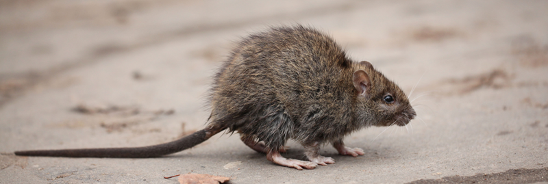 Rattengift Fachportal Kaufen und Einsatz + Wirkung von Rodentiziden